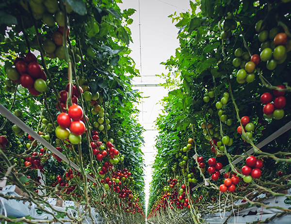 greenhouse